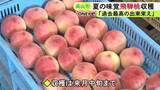 「糖度16～17度と甘み強く…岐阜県高山市の夏の味覚“飛騨桃”が「過去最高の出来栄え」白鳳の収穫が最盛期」の画像1