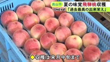 糖度16～17度と甘み強く…岐阜県高山市の夏の味覚“飛騨桃”が「過去最高の出来栄え」白鳳の収穫が最盛期