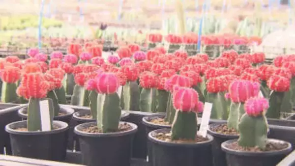 3/10は「サボテンの日」…特産品としてアピールする愛知県春日井市 大学では“地球の未来”に向けた研究も