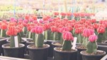 3/10は「サボテンの日」…特産品としてアピールする愛知県春日井市 大学では“地球の未来”に向けた研究も