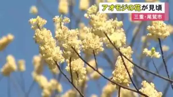 5ミリ程で淡い黄色…春本番を告げる『アオモジ』の花が見頃 例年とほぼ同じ3月初めから咲き始める 三重県尾鷲市