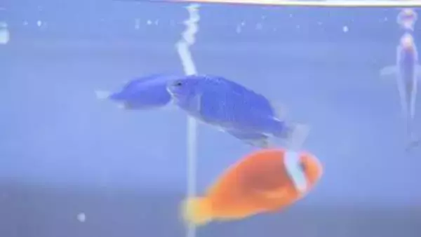 青いルリスズメダイ11匹が泳ぐ…水族館でサッカーW杯出場国を応援する企画展 ユニフォームの色にちなんだ魚を展示