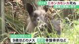 「電車との接触による骨盤骨折等で…名古屋に現れた特別天然記念物のニホンカモシカ死ぬ 4/22から目撃されていた個体か」の画像1