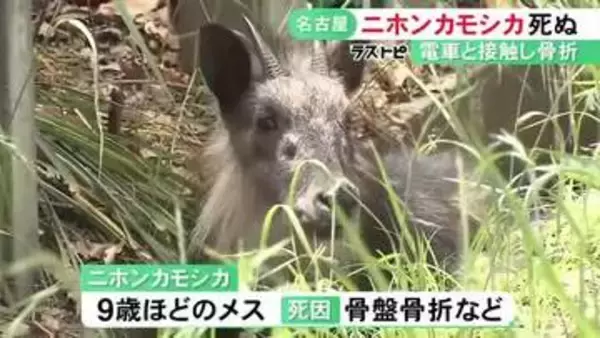 電車との接触による骨盤骨折等で…名古屋に現れた特別天然記念物のニホンカモシカ死ぬ 4/22から目撃されていた個体か