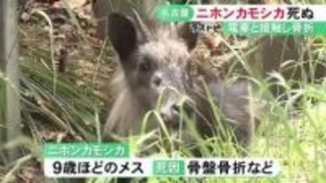 電車との接触による骨盤骨折等で…名古屋に現れた特別天然記念物のニホンカモシカ死ぬ 4/22から目撃されていた個体か