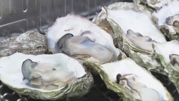 かごに入れ1粒ずつ…新しい養殖技術で育てられたカキのPRイベント 焼ガキ約200個が無料で振る舞われる