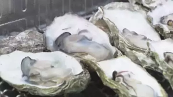 かごに入れ1粒ずつ…新しい養殖技術で育てられたカキのPRイベント 焼ガキ約200個が無料で振る舞われる