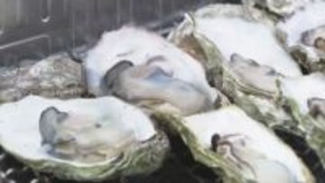 かごに入れ1粒ずつ…新しい養殖技術で育てられたカキのPRイベント 焼ガキ約200個が無料で振る舞われる