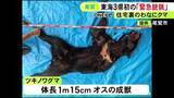 「シカなど捕まえる罠にクマがかかる…三重県尾鷲市で東海3県初となる『緊急銃猟』体長1m超のオスの成獣」の画像1