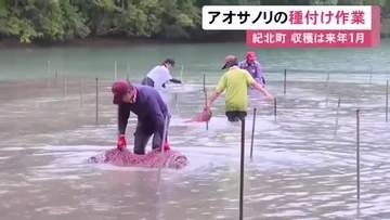 網に胞子を付着させる…三重県紀北町で特産『アオサノリ』の種付け作業 順調に育てば来年1月初旬頃から収穫