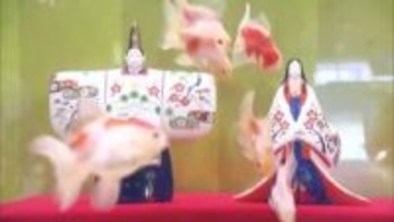 ひな人形の周りを魚泳ぐ…アクア・トトぎふで「ひなまつり」をモチーフにした水槽登場 3種類の金魚約30匹