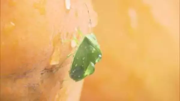 「生活ができないレベル」柿農家を悩ませる“カメムシ”の大量発生 平年値比2.8倍の多さで落果被害など相次ぐ