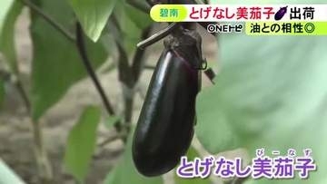 トゲがなく扱いやすい「とげなし美茄子」の出荷始まる 200トン余りが名古屋などの市場へ 愛知県碧南市