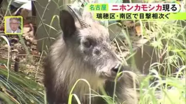 電車と接触しケガか…名古屋の公園に国の特別天然記念物『ニホンカモシカ』側溝で動けなくなっていて無事保護