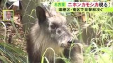 電車と接触しケガか…名古屋の公園に国の特別天然記念物『ニホンカモシカ』側溝で動けなくなっていて無事保護