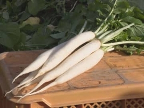 全国シェア約9割…縁起物『祝だいこん』の収穫始まる 丸い切り口で“角が立たない”と関西では正月の雑煮に