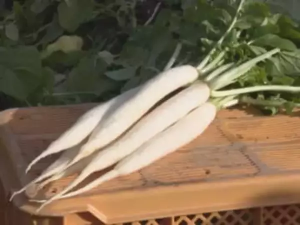 全国シェア約9割…縁起物『祝だいこん』の収穫始まる 丸い切り口で“角が立たない”と関西では正月の雑煮に