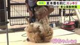 「100人以上が見守る…動物園で夏本番を前にヒツジの毛刈り 20分ほどで約2kgが刈られすっきりとした姿に」の画像1
