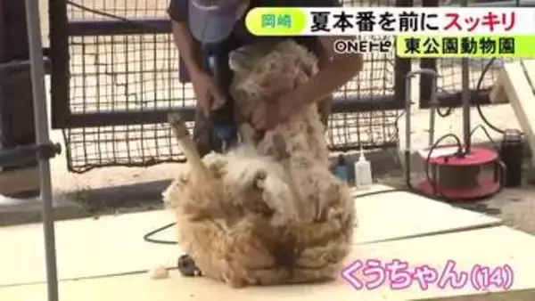 100人以上が見守る…動物園で夏本番を前にヒツジの毛刈り 20分ほどで約2kgが刈られすっきりとした姿に