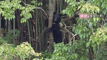 ハチの巣箱荒らされる被害も…岐阜県内でクマの目撃情報が今年度既に100件超 昨年度同時期を大きく上回る
