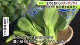 「今年は成長早く…愛知県安城市で特産のチンゲンサイの収穫が最盛期 隣の碧南市と合わせ農家10軒が年間約1200トンを出荷」の画像1