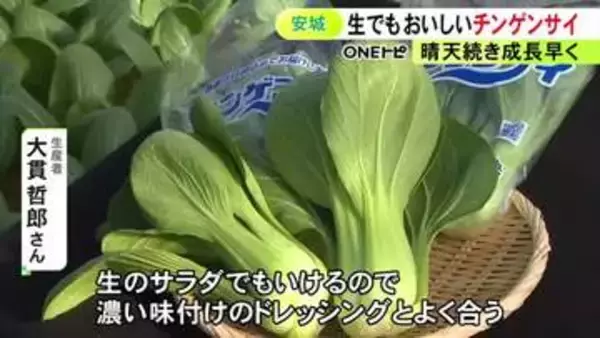 今年は成長早く…愛知県安城市で特産のチンゲンサイの収穫が最盛期 隣の碧南市と合わせ農家10軒が年間約1200トンを出荷