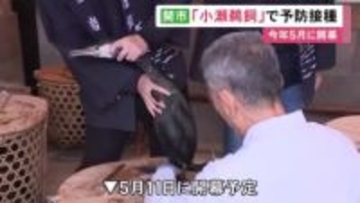 5/11開幕…岐阜県関市の「小瀬鵜飼」に向けて鵜の予防接種 呼吸器の異常など起こすニューカッスル病防ぐ