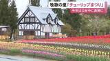 「絨毯のように花畑が広がる…『ひるがの高原 牧歌の里』でチューリップまつり始まる 31品種約20万本が見頃に」の画像1