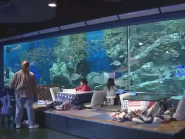 冬期の集客狙って企画…水族館でこたつに入りながら魚を鑑賞できる『こたりうむ』一番大きな水槽前に専用スペース