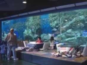 冬期の集客狙って企画…水族館でこたつに入りながら魚を鑑賞できる『こたりうむ』一番大きな水槽前に専用スペース