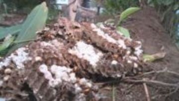 地中から穴が500以上ある巨大な巣が…オオスズメバチVS“まちの便利屋さん” 2日間計6時間の格闘の記録