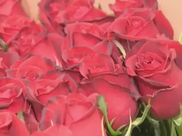 クリスマスの贈り物に…赤いバラの出荷が最盛期 JAに五分咲き程のバラが集められ品質を確認 愛知県豊川市