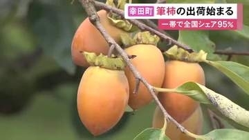 生産者「天ぷらが美味しい」愛知県幸田町で特産『筆柿』の出荷始まる 今年は実の生育が早く 甘い濃厚な味に