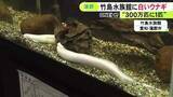 「“神の使い”として崇められることも…出現確率300万分の1とされる『白いウナギ』養鰻場で見つかり寄贈受けた水族館で展示」の画像1