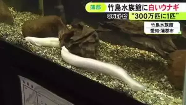 “神の使い”として崇められることも…出現確率300万分の1とされる『白いウナギ』養鰻場で見つかり寄贈受けた水族館で展示