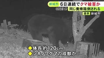 暗闇の中に“光る目”…同じ養蜂箱が6日連続で倒された住宅の裏山にツキノワグマの成獣か 住民設置のカメラに映る