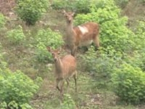 やまむらちゃん＆もみじちゃんの2頭だけ…絶滅の危機に瀕する名古屋城のお堀のシカ 野生の引っ越し断念も“次なる一手”