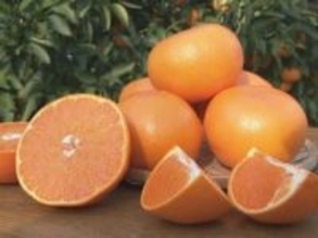 コクがあり“柑橘の大トロ”とも…大玉で濃厚な味わいの高級みかん『せとか』出荷作業が最盛期 愛知県蒲郡市