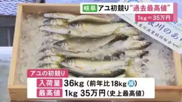 長良川のアユ漁が解禁 初競りで1キロ35万円の過去最高値で競り落とされる 入荷量は36キロと去年より少なく