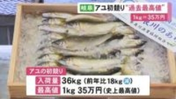 長良川のアユ漁が解禁 初競りで1キロ35万円の過去最高値で競り落とされる 入荷量は36キロと去年より少なく