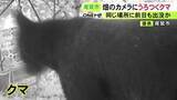 「体長1mほどか…三重県尾鷲市の畑に『クマ』養蜂箱などが壊される 24日朝には別個体とみられるクマを駆除」の画像1
