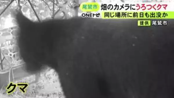 体長1mほどか…三重県尾鷲市の畑に『クマ』養蜂箱などが壊される 24日朝には別個体とみられるクマを駆除