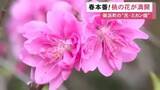 「鮮やかなピンクで直径2cmほど…三重県御浜町で桃の花が満開 桃園に植えられた80本ほどで見頃は今週いっぱい」の画像1