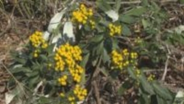 県の準絶滅危惧種に指定…世界遺産・鬼ヶ城で『キノクニシオギク』の花が見頃 三重から和歌山の沿岸部に自生