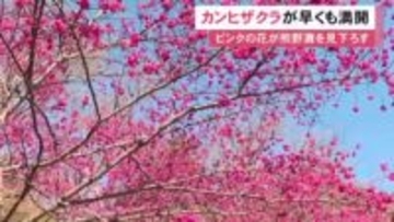 釣鐘状で下向きに咲く…三重県熊野市の“さくらの道”でカンヒザクラの花が満開 見頃は来週いっぱいの見通し