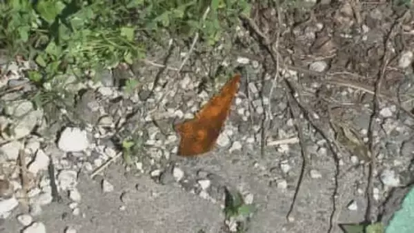 “白のレクサス”が走り去る…盗難届が出されている車がパトカーの追跡中に衝突事故を繰り返し逃走 ケガ人なし