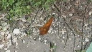 “白のレクサス”が走り去る…盗難届が出されている車がパトカーの追跡中に衝突事故を繰り返し逃走 ケガ人なし