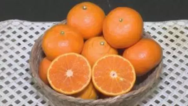 温州ミカンとキングマンダリンを交配…高級ミカン『カラマンダリン』の出荷が最盛期 約350トンが三重県内などの市場に