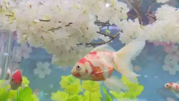 “桜”の名がつく3種類が泳ぐ…アクア・トトぎふで企画展示「桜金魚の水中お花見」水槽に桜と菜の花の造花を飾り付け