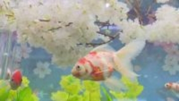 “桜”の名がつく3種類が泳ぐ…アクア・トトぎふで企画展示「桜金魚の水中お花見」水槽に桜と菜の花の造花を飾り付け